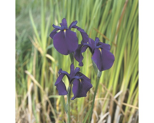Tre mörkblå irisblommor framför grönt gräs