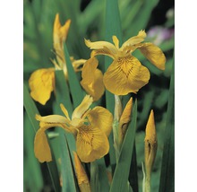 Gul iris med gröna blad