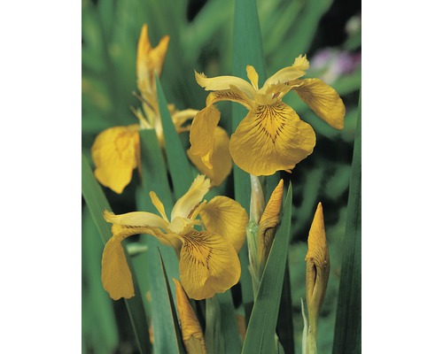 Gul iris med gröna blad