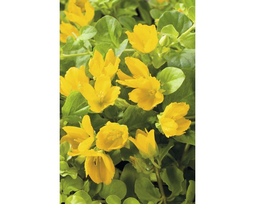 Gul penningblad med gröna blad.