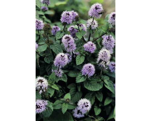 Närbild av kransmynta med lila blommor