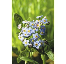 Förgätmigej växt med ljusblå blommor