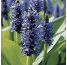 Blomma av blå iris i detalj