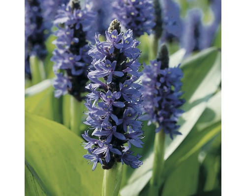 Blomma av blå iris i detalj