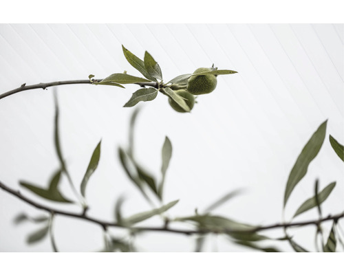 Gren med gröna, omogna mandlar och blad