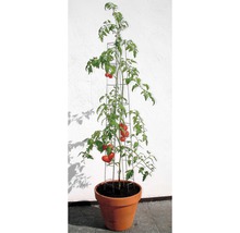 Tomattorn BELISSA 13x120cm silver