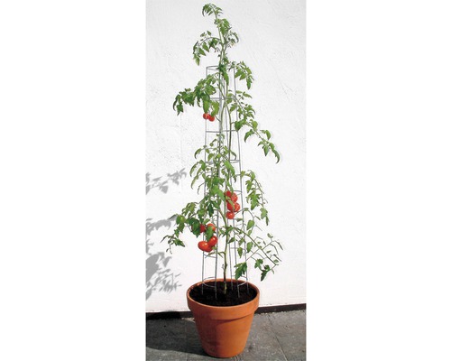 Tomatplanta med växtstöd i en kruka