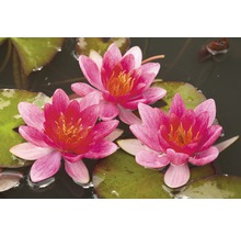 Tre rosa näckrosblommor på blad i vatten