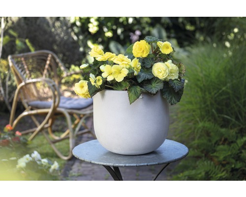 Gula begonier i en blomkruka på ett trädgårdsbord med en rottingstol i bakgrunden.