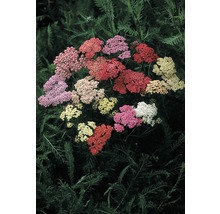 Röllika med mångfärgade blomställningar i nyanser av rött, rosa, gult och vitt.