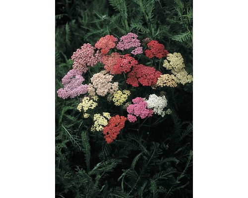 Röllika med mångfärgade blomställningar i nyanser av rött, rosa, gult och vitt.