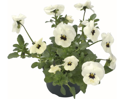 Hornviola FLORASELF Viola cornuta Ø9cm sorterad Hornviola FLORASELF Viola cornuta Ø9cm sorterad