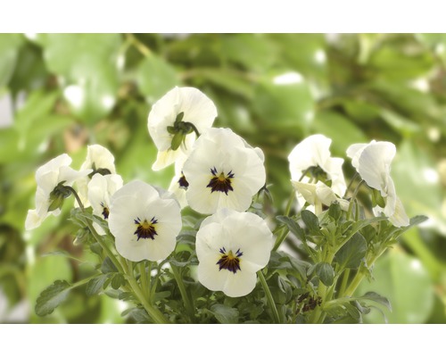 Vita penséer med mörkt centrum