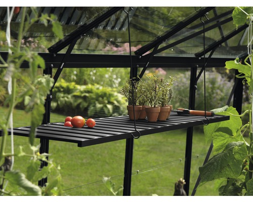 Växthus interiör med hylla, tomater och örtkrukor