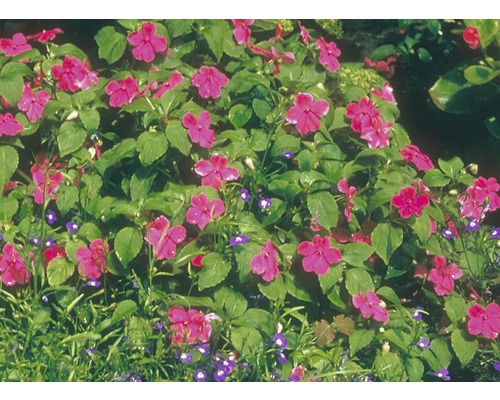 Blomstbädd med flitiga lisor och lobelia i trädgården