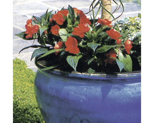 Blomkruka i keramik med röda blommor
