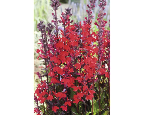 Kardinallobelia FLORASELF Lobelia cardinalis 15-25 cm co 3 L Upprätt lobelia med röda blommor