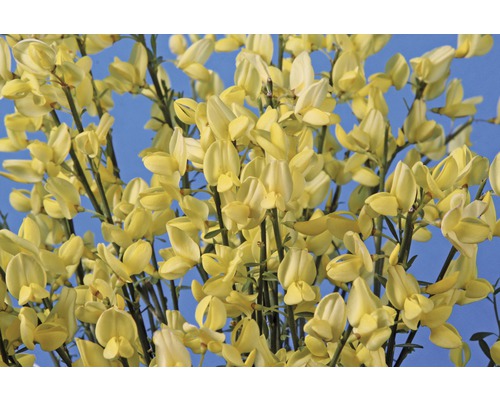 Gul blomma mot blå bakgrund