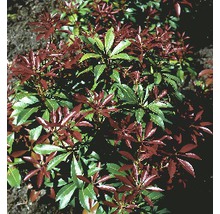 Japansk buskrosling FLORASELF Pieris japonica Forest Flame 25-30cm co 2L