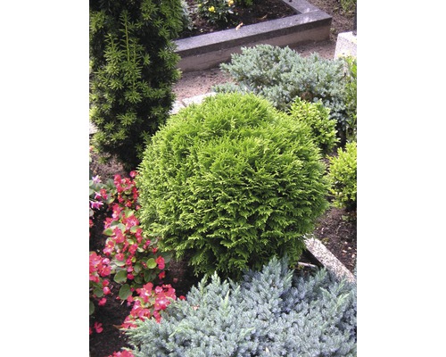 Scen med olika prydnadsbuskar i trädgården