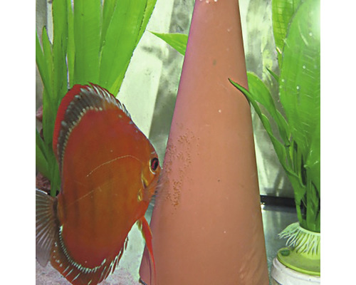 Diskusfisk bredvid en konformad lekkon i akvarium