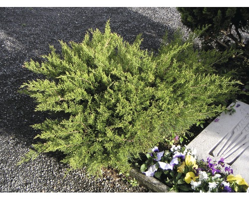 Trädgårdsen FLORASELF Juniperus media Mint Julep 30-40cm Co 5L