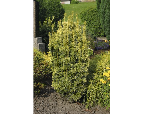 Gul idegran FLORASELF Taxus baccata Fastigiata Aureomarginata 30-40cm Co 3L