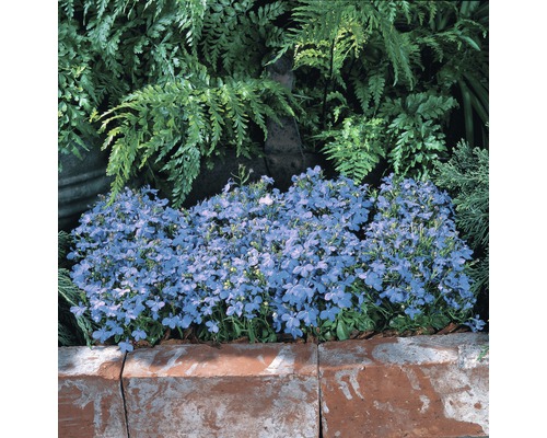 Blå blommande kuddar i trädgårdsrabatten