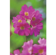 Närbild av rosa primulablommor med gula centra