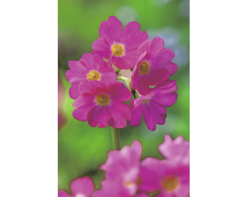 Närbild av rosa primulablommor med gula centra