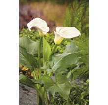 Närbild av kallaväxt med gröna blad i trädgården