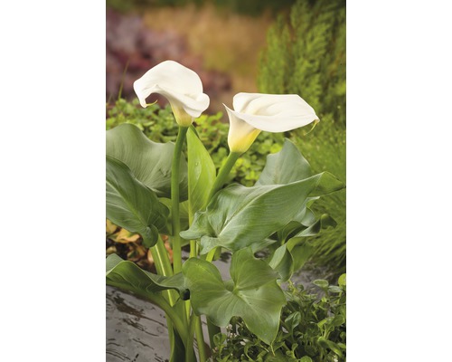 Närbild av kallaväxt med gröna blad i trädgården