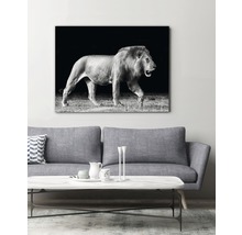 Svartvit fotocanvas av ett lejon i vardagsrummet.