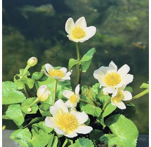 Kabbleka med vita blommor och gula ståndare