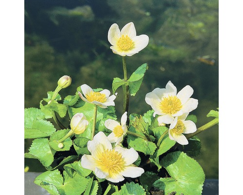 Kabbleka med vita blommor och gula ståndare
