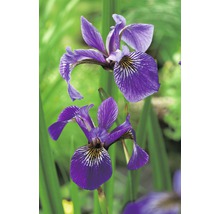 Närbild av blå irisblommor