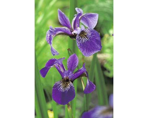 Närbild av blå irisblommor