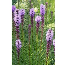 Rosenstav FLORASELF Liatris spicata 5-30cm co 0,5L
