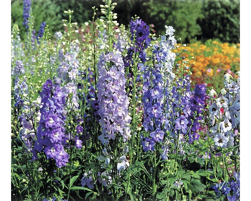 Fält med riddarsporreblommor i trädgården