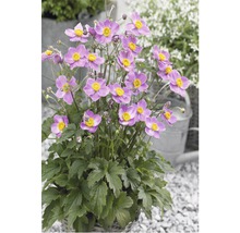 Japansk anemone i kruka med lila blommor och gula centra.