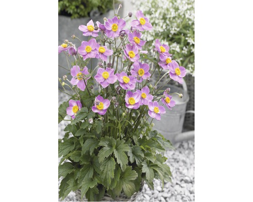 Japansk anemone i kruka med lila blommor och gula centra.