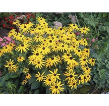 Grupp av Rudbeckia-växter med gula kronblad och svarta centra i trädgården.