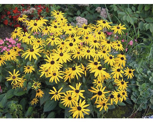 Grupp av Rudbeckia-växter med gula kronblad och svarta centra i trädgården.