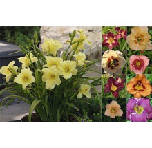 Daglilja FLORASELF Hemerocallis hybrid 10-40cm co 3L