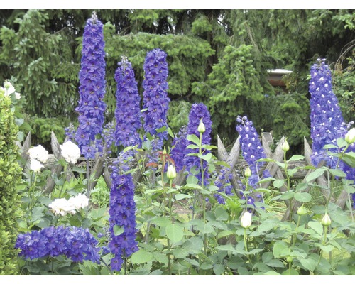 Blommande riddarsporre i en trädgård