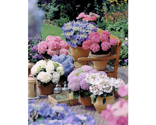 Diverse hortensior i krukor på en terrass.