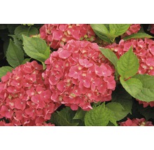 Närbild av rosa hortensiablommor med gröna blad