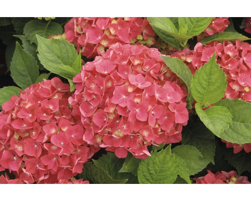 Närbild av rosa hortensiablommor med gröna blad