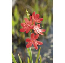 Montbretiablomma med blommor och gröna blad