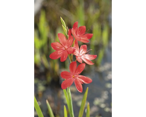 Montbretiablomma med blommor och gröna blad